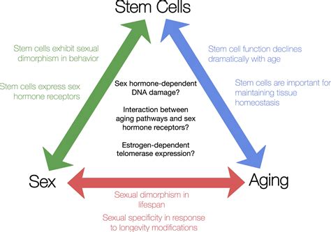 Stem Cell Aging And Sex Are We Missing Something Cell Stem Cell