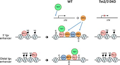 Model For Ten Eleven Translocation Tet Mediated Regulation Of Ig