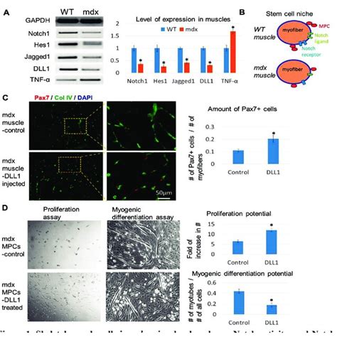 Skeletal Muscle Cells In Mdx Mice Develops Lower Notch Activity And