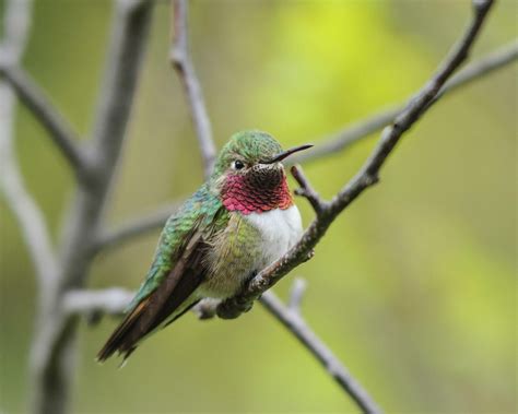 Broad-tailed Hummingbird | Hummingbird photos, Hummingbird, Pet birds