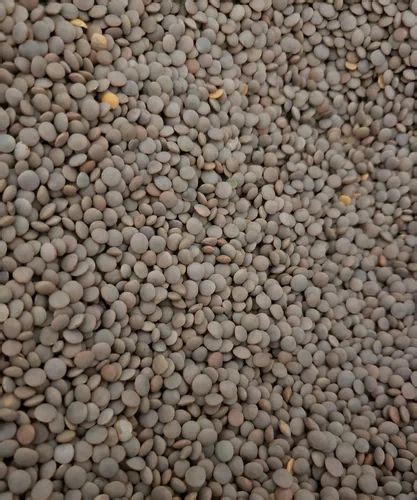 Black Sabut Masoor Dal High In Protein Packaging Size Kg At Rs