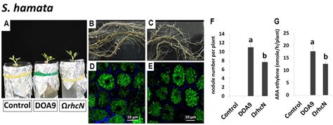 Frontiers Type 3 Secretion System T3SS Of Bradyrhizobium Sp DOA9