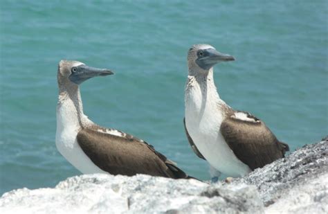 Ecuador Las Especies Invasoras Amenazan La Biodiversidad En Galápagos