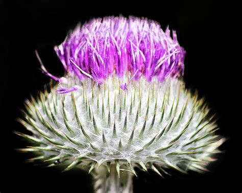 Flower Of Scotland ~ The Flower Of Scotland Scotclans Scottish Clans ...