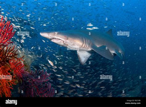 Sand Tiger Shark Carcharias Taurus Off The Coast Of North Carolina