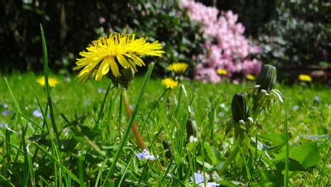 Growing Dandelions How To Plant Grow And Take Care Of Dandelions