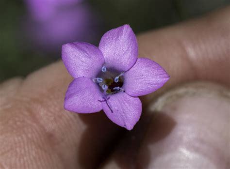 Saltugilia Splendens Inaturalist Mexico