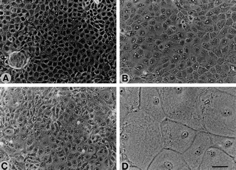 Growth Of Mdck Cell Lines Expressing The M Protein Of Wild Type Virus Download Scientific