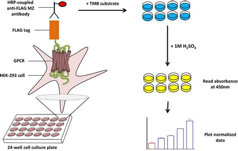 Figure From Measuring Surface Expression And Endocytosis Of Gpcrs