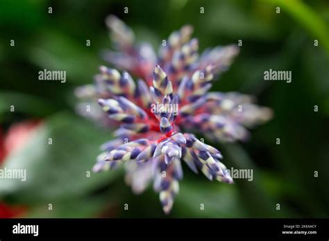 Liriope Muscari At Kew Gardens Stock Photo Alamy