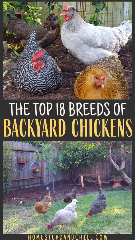 The Top Chicken Breeds For Your Backyard Flock Chickens Backyard