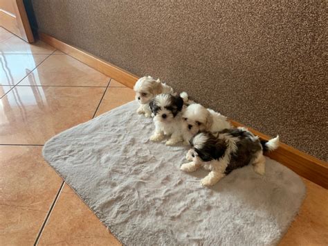 Szukasz Shih Tzu W Psy Na Sprzeda Do Oddania I Adopcji Og Oszenia