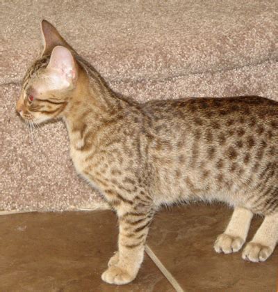 Cosmic Spots Ocicats, Ocicat Kittens for sale year round. Breeder of ...