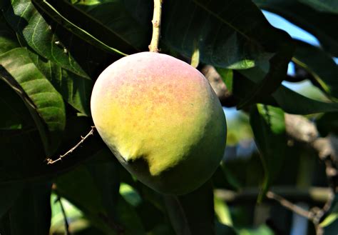 Fotos Gratis Rama Fruta Hoja Flor Maduro Comida Verde Produce