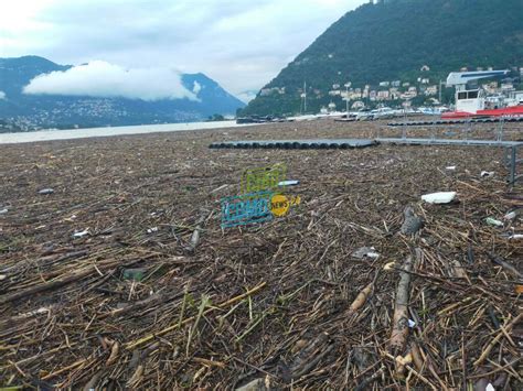 E Un Lago Ricoperto Di Tronchi All Hangar Si Continua A Raccogliere