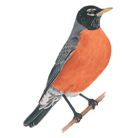 American Robin Celebrate Urban Birds