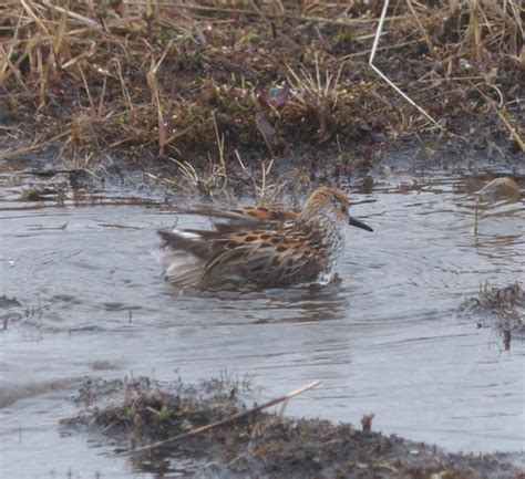 Western Sandpiper Peterschneekloth Flickr