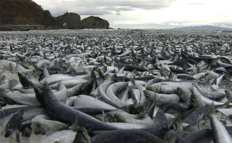 Aparecen Miles De Peces Muertos En Las Costas De Jap N Chapin Tv