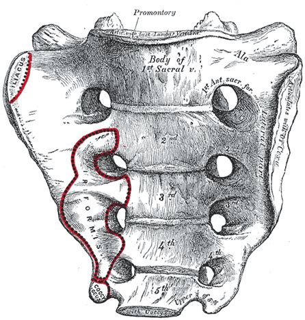 The Sacral and Coccygeal Vertebræ - Human Anatomy