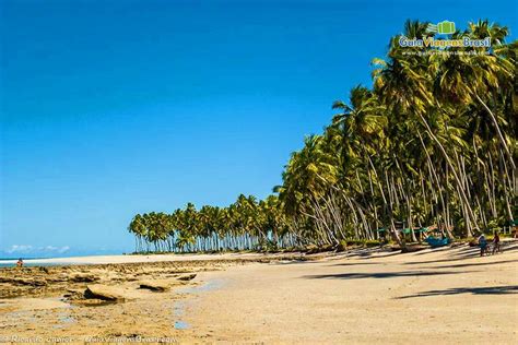 Imagem De Coqueiros Que D O Um Charme Na Orla Da Praia Carneiros