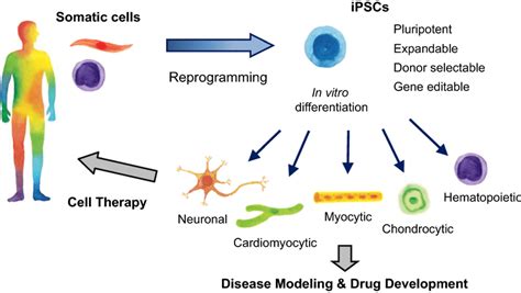 Applications of induced pluripotent stem cells (iPSCs). iPSCs are ...