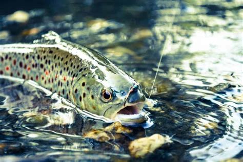 31 Essential Tips for Fly Fishing for Trout – Outdoor Troop