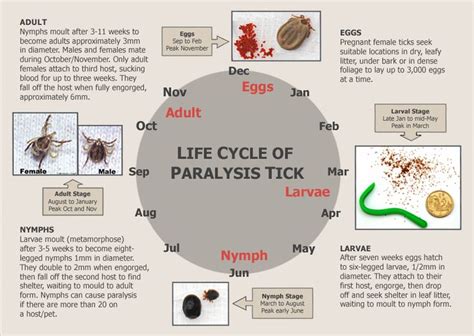 Life Cycle Of A Tick Ticks Life Cycles Parasite