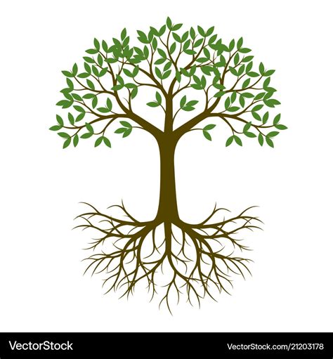 Green Spring Tree With Root Royalty Free Vector Image