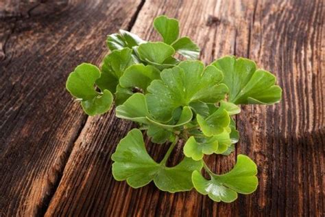 Ginkgo Biloba Propiedades Beneficios Y Dosis