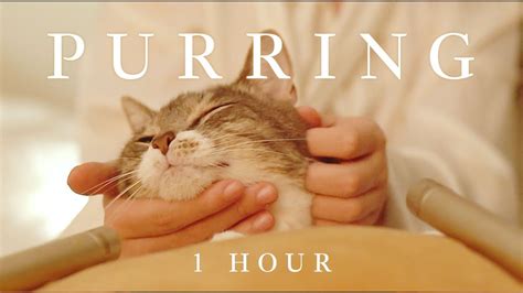 1 Hour Asmr Healing Cat Massage And Happy Purring For Focus