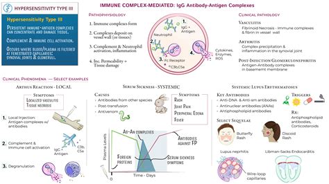 Type III Hypersensitivity | ditki medical and biological sciences