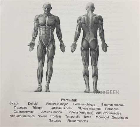 Ek Word B Biceps Deltoid Pectoralis Major Serratus Oblique External