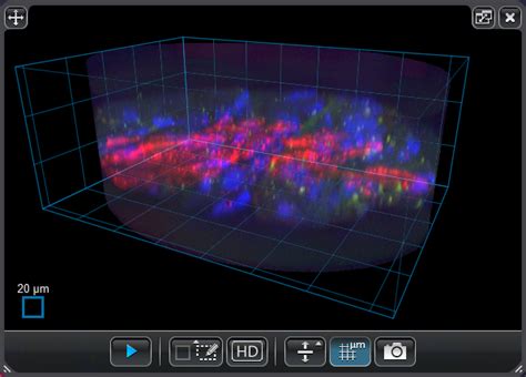 Confocal Microscopy Z Stack