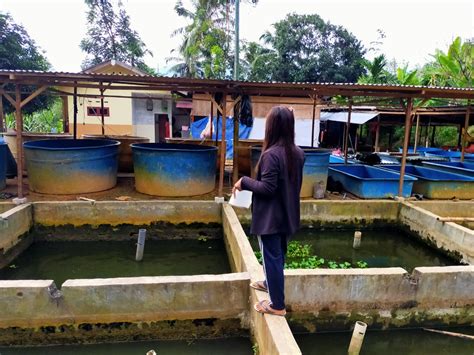 Balai Budidaya Perikanan Air Tawar Bbpat Sekolah Tinggi Perikanan