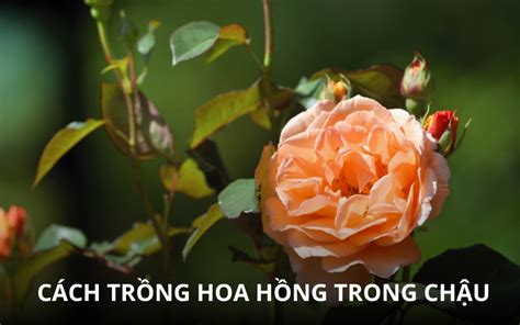 Cách Trồng Hoa Hồng Trong Chậu Tại Nhà Siêu Đơn Giản