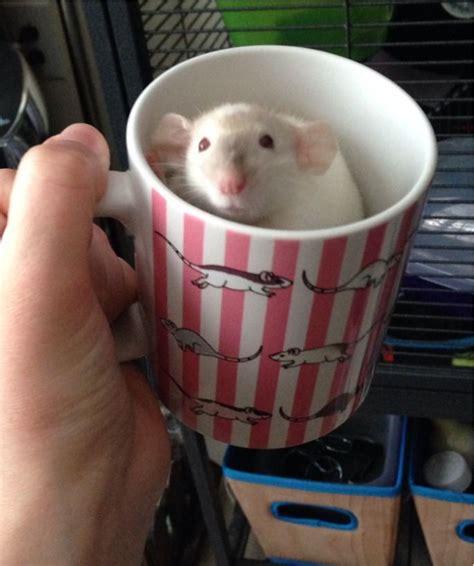 For The Love Of Rats Theres A Rat In My Rat Mug How Appropriate