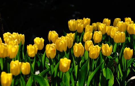 Wallpaper Leaves Light Flowers Spring Yellow Garden Tulips Black