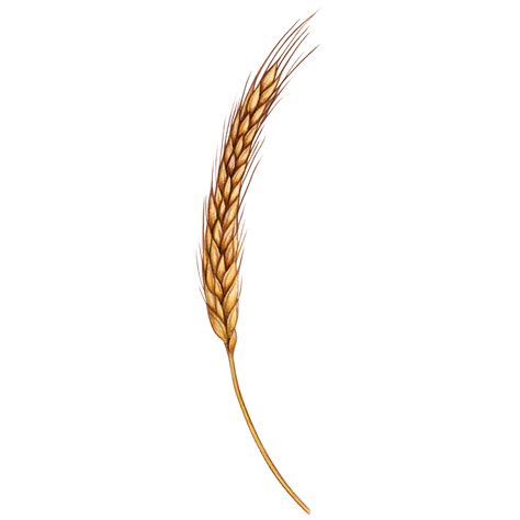 Watercolor Hand Drawn Wheat Ear Png