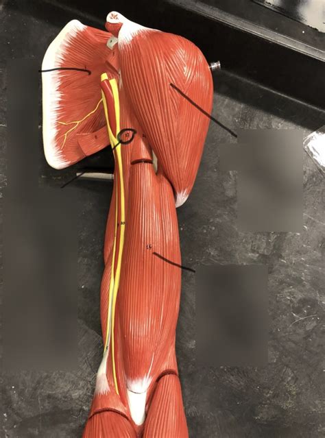 Anterior Arm Diagram Quizlet