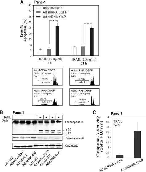 Down Regulation Of Xiap Sensitizes Panc 1 Cells To Trail By Promoting