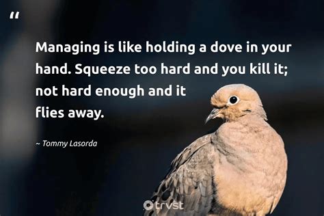 40 Dove Quotes About Our Peaceful Feathered Friends