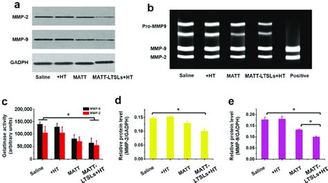 Mmp Inhibition In Vivo A Western Blot Analysis Of Mmp 2 And Mmp 9 Download Scientific Diagram