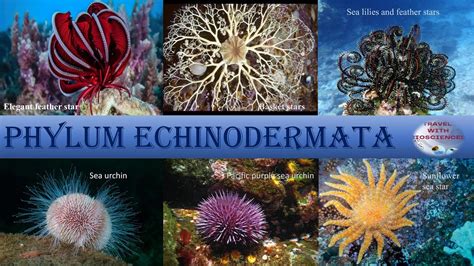 Classification And Example Of Phylum Echinodermata Fascinating