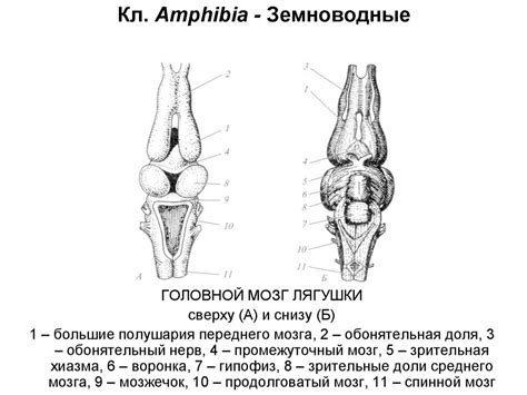 Головной мозг лягушки Diagram | Quizlet