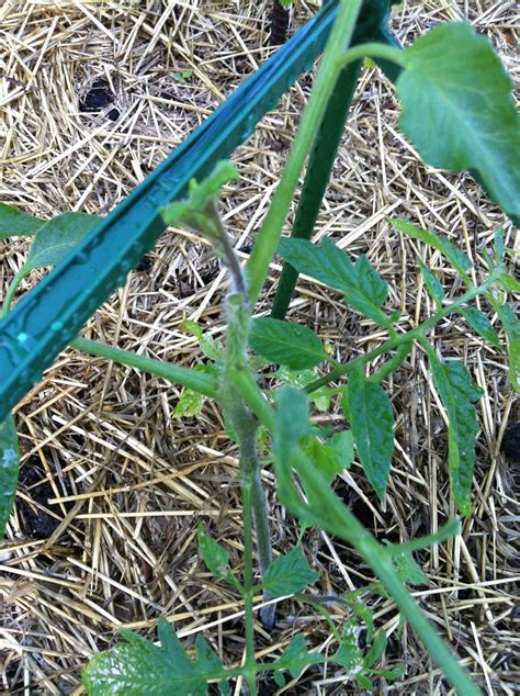 Gross Farms What Is Eating My Tomato Plants