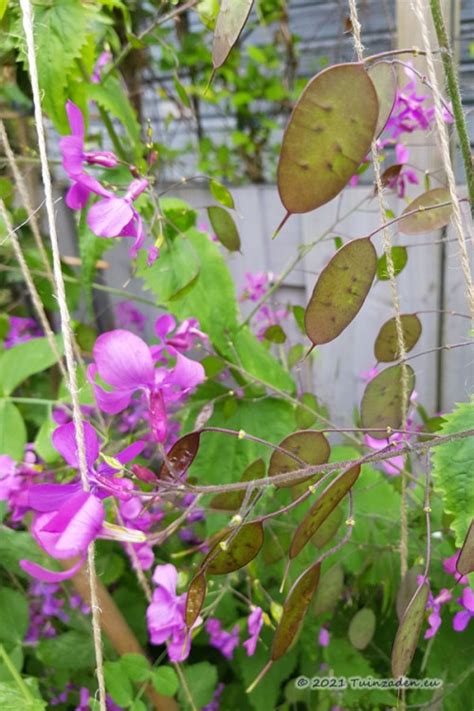 Judaspenning Lunaria Zaden Juduspenning Kopen Tuinzaden Eu