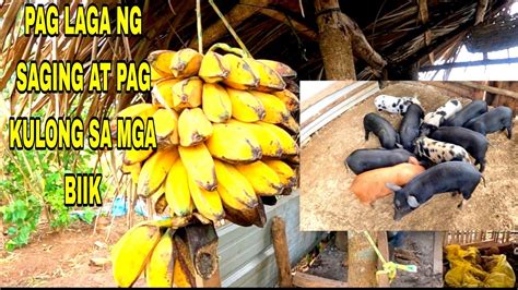 PAGKULONG SA MGA BIIK NILAGANG SAGING PARA SA MERYINDA YouTube