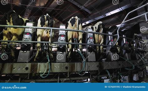 Cow Milking On Modern Farm Dairy Cows At Dairy Factory Process