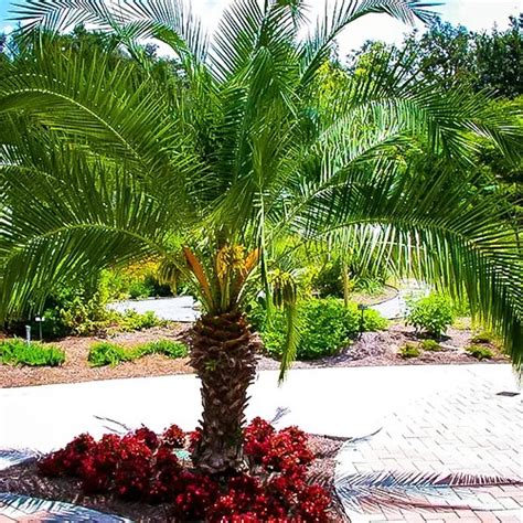 Pygmy Date Palm Trees For Sale Online | The Tree Center