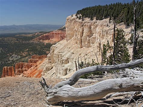 Tree on the rim: Powell Point Trail, Dixie National Forest, Utah